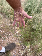 Gutierrezia microcephala