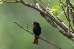 Emberiza lathami