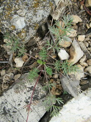 Kitagawia baicalensis