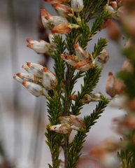 Erica physodes