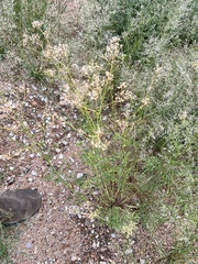 Gutierrezia microcephala