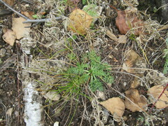 Kitagawia baicalensis