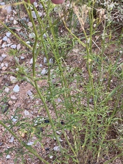 Gutierrezia microcephala