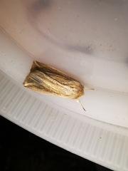 Mythimna riparia