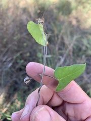 Calystegia marginata