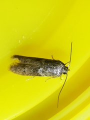 Blastobasidae