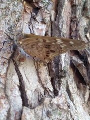 Asterocampa celtis