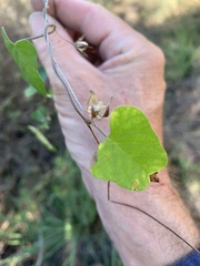 Calystegia marginata