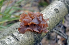 Phaeotremella