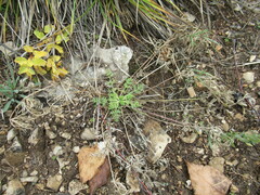 Kitagawia baicalensis