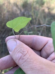 Calystegia marginata