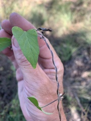 Calystegia marginata
