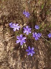 Aristea africana
