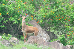 Gazella bennettii