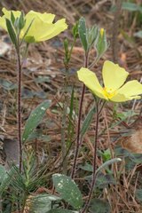 Crocanthemum carolinianum
