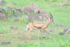 Gazella bennettii