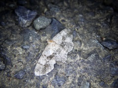 Satoblephara parvularia