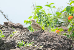 Mirafra erythroptera