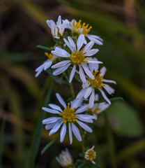 Symphyotrichum falcatum