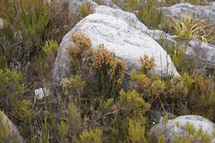 Erica lutea