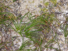 Trachyandra divaricata