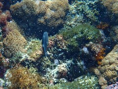 Plectroglyphidodon gascoynei