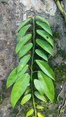 Rhaphidophora