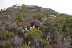 Erica hirtiflora