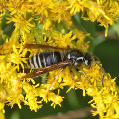 Dolichovespula arctica
