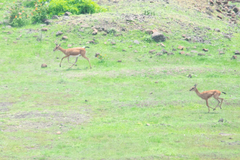 Gazella bennettii