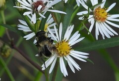 Eristalis anthophorina