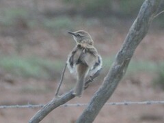 Cincloramphus mathewsi