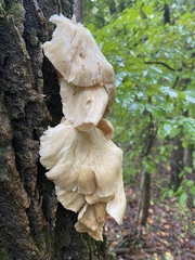 Pleurotus