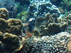 Plectroglyphidodon gascoynei