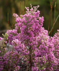 Erica hirtiflora