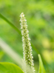 Acalypha angatensis