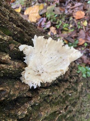 Pleurotus