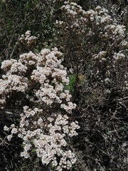 Diosma hirsuta