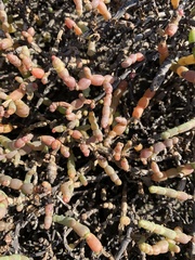 Tecticornia indica