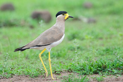 Vanellus malabaricus