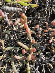 Tecticornia indica
