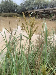Cyperus pilosus
