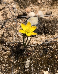 Ornithogalum