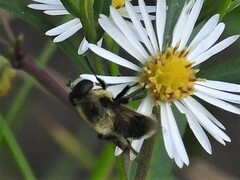 Eristalis anthophorina