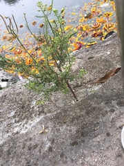 Phytoplasma aurantifolia