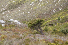 Mimetes fimbriifolius