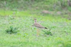 Vanellus malabaricus