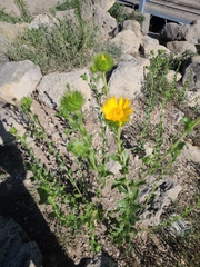 Grindelia squarrosa