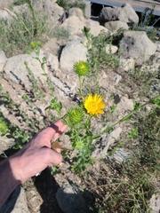 Grindelia squarrosa