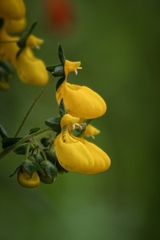 Calceolaria corymbosa
